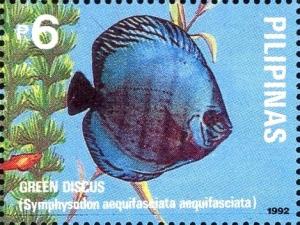 Colnect-5376-424-Blue-Discus-Symphysodon-aequifasciata.jpg