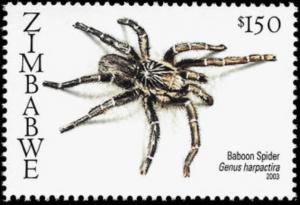 Colnect-5404-856-Baboon-Spider-Harpactira-sp.jpg