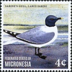 Colnect-5782-117-Sabine-s-Gull---Xema-sabini.jpg