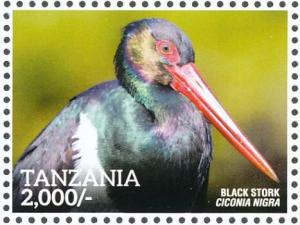 Colnect-5935-613-Black-Stork-Ciconia-nigra.jpg