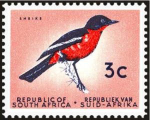 Colnect-6340-300-Crimson-breasted-Shrike-Laniarius-atrococcineus.jpg