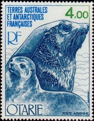 Colnect-888-078-Kerguelen-Fur-Seal-Arctocephalus-gazella.jpg