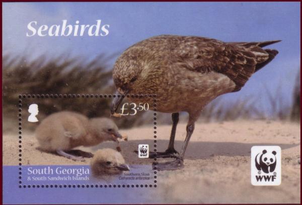 Colnect-1757-307-Juvenile-Brown-Skua-Stercorarius-antarctica.jpg