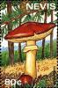 Colnect-2051-502-Suillus-hiteus.jpg