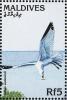 Colnect-1631-948-Audouin-s-Gull-Larus-audouinii.jpg