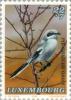 Colnect-134-916-Great-Grey-Shrike-Lanius-excubitor.jpg