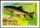 Colnect-1048-979-Brown-Trout-Salmo-trutta-morpha-fario.jpg