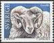 Colnect-2300-329-Gotland-Sheep-Ovis-ammon-aries.jpg