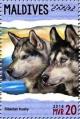 Colnect-4940-111-Siberian-Husky.jpg