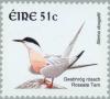 Colnect-129-895-Roseate-Tern-Sterna-dougallii.jpg