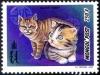 Colnect-2480-456-British-Silver-Tabby-Felis-silvestris-catus.jpg