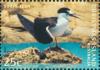 Colnect-2726-707-Sooty-Tern%C2%A0Sterna-fuscata.jpg