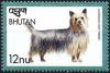 Colnect-3392-486-Australian-Silky-Terrier-Canis-lupus-familiaris.jpg