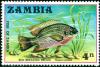 Colnect-4182-665-Redbreast-Tilapia-Tilapia-rendalli.jpg