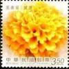 Colnect-5153-508-Tagetes-erecta.jpg