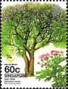 Colnect-5443-262-Rain-Tree-Samanea-saman.jpg