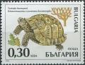 Colnect-1818-300-Hermann--s-Tortoise-Testudo-hermanni.jpg