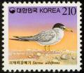 Colnect-2194-516-Little-Tern-Sterna-albifrons.jpg