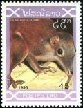 Colnect-2259-398-Common-Treeshrew-Tupaia-glis.jpg