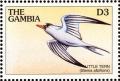 Colnect-3505-629-Little-Tern-Sterna-albifrons.jpg