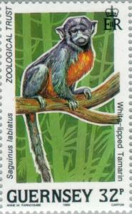 Colnect-126-079-White-lipped-Tamarin-Saguinus-labiatus.jpg