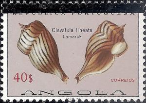 Colnect-1107-453-Wavy-line-Turrid-Clavatula-lineata.jpg