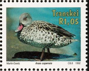 Colnect-1456-735-Cape-Teal-Anas-capensis.jpg