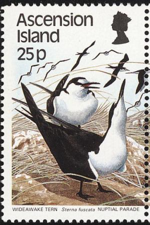 Colnect-1586-538-Sooty-Tern-Sterna-fuscata.jpg