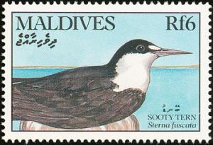 Colnect-1631-856-Sooty-Tern-Sterna-fuscata.jpg