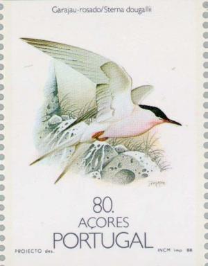 Colnect-186-405-Roseate-Tern-Sterna-dougallii.jpg