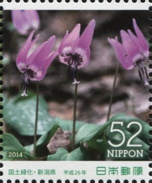 Colnect-3047-087-Japanese-Dog-Tooth-Erythronium-japonicum.jpg