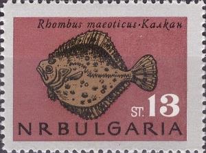 Colnect-3184-543-Black-Sea-Turbot-Rhombus-maeoticus.jpg