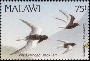 Colnect-3388-905-White-winged-Tern%C2%A0Chlidonias-leucoptera.jpg