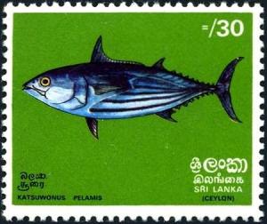 Colnect-4035-160-Skipjack-Tuna-Katsuwonus-pelamis.jpg