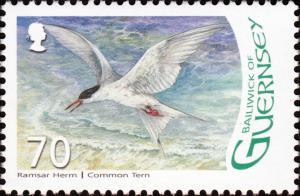 Colnect-4399-541-Common-Tern-Sterna-hirundo-.jpg