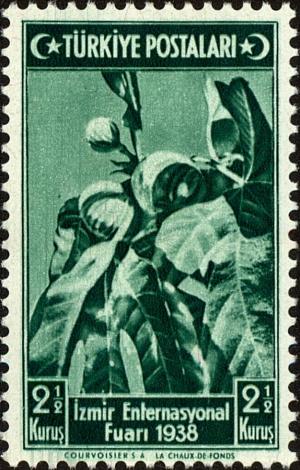 Colnect-4466-192-Fig-Tree-Ficus-Carica.jpg