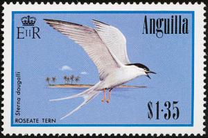 Colnect-579-184-Roseate-Tern-Sterna-dougallii.jpg