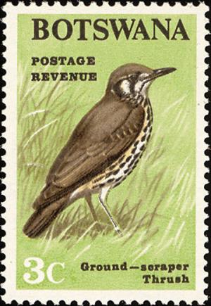 Colnect-597-707-Groundscraper-Thrush-Turdus-litsitsirupa.jpg