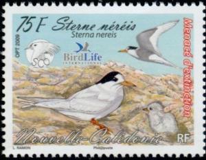 Colnect-858-925-Fairy-Tern-Sterna-nereis-.jpg