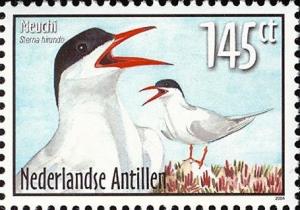 Colnect-966-920-Common-Tern%C2%A0Sterna-hirundo.jpg