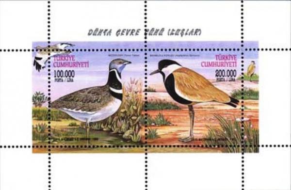 Colnect-798-322-Little-Bustard-Tetrax-tetrax-Spur-winged-Lapwing-Vanellu.jpg