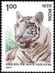 Colnect-2526-192-White-Tiger-Pantera-tigris.jpg