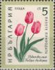 Colnect-3059-953-Rhodope-Tulip-Tulipa-rhodopea.jpg