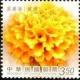 Colnect-5153-508-Tagetes-erecta.jpg