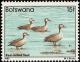 Colnect-597-744-Red-billed-Teal-Anas-erythrorhyncha.jpg