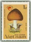 Colnect-1654-026-Volvariella-volvacea---Logo-of-Tourism.jpg