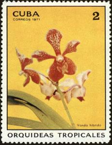 Colnect-4828-567-Vanda-Hibrida.jpg