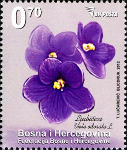 Colnect-5132-345-Viola-odorata.jpg