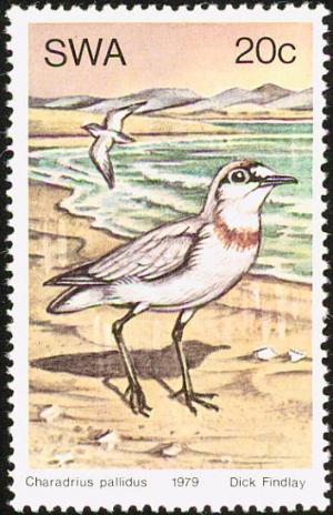 Charadrius-venustus.jpg