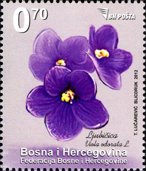 Colnect-5132-345-Viola-odorata.jpg